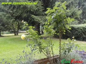 DSC02896-001